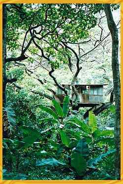 treehouse4.jpg (22744 bytes)
