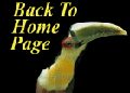 toucan1.jpg - 3729 Bytes